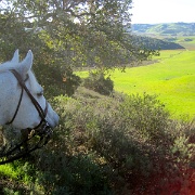 IMG 4537